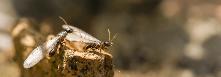 termite inspection Gold Coast