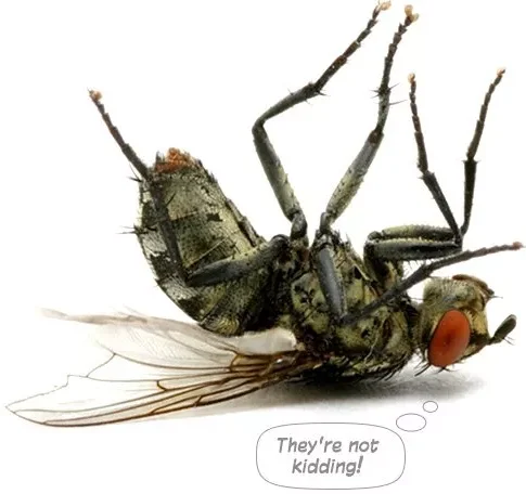 pest inspections gold coast