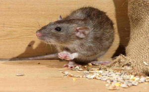 Rodent Control 