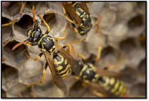 Mosquito Control Gold Coast